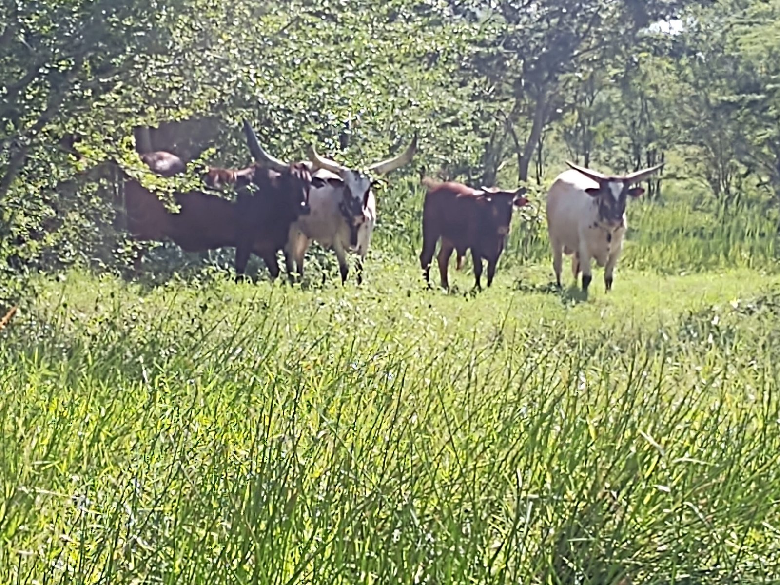 IMG_20201113_134358457